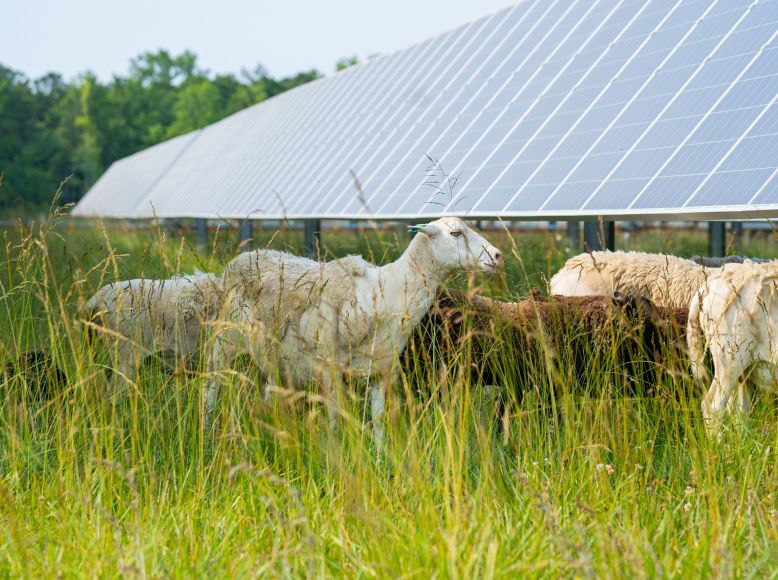 Sheep provide a natural solution to vegetation management at some solar facilities